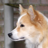 Isa