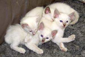 Balinese kittens